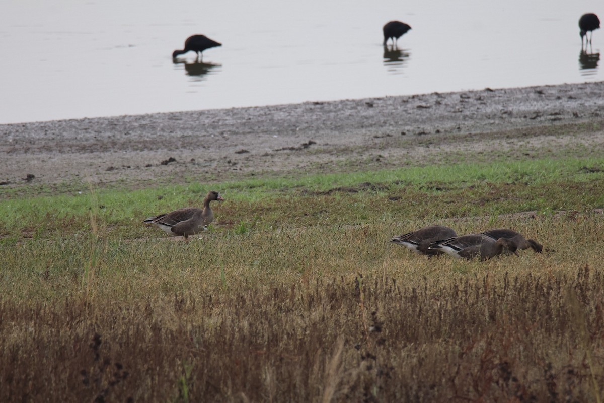 Ánsar Careto - ML646231845