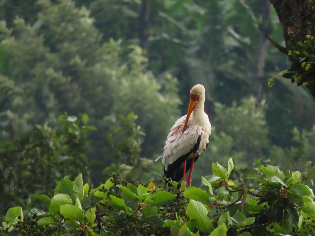 Tántalo Africano - ML646231846