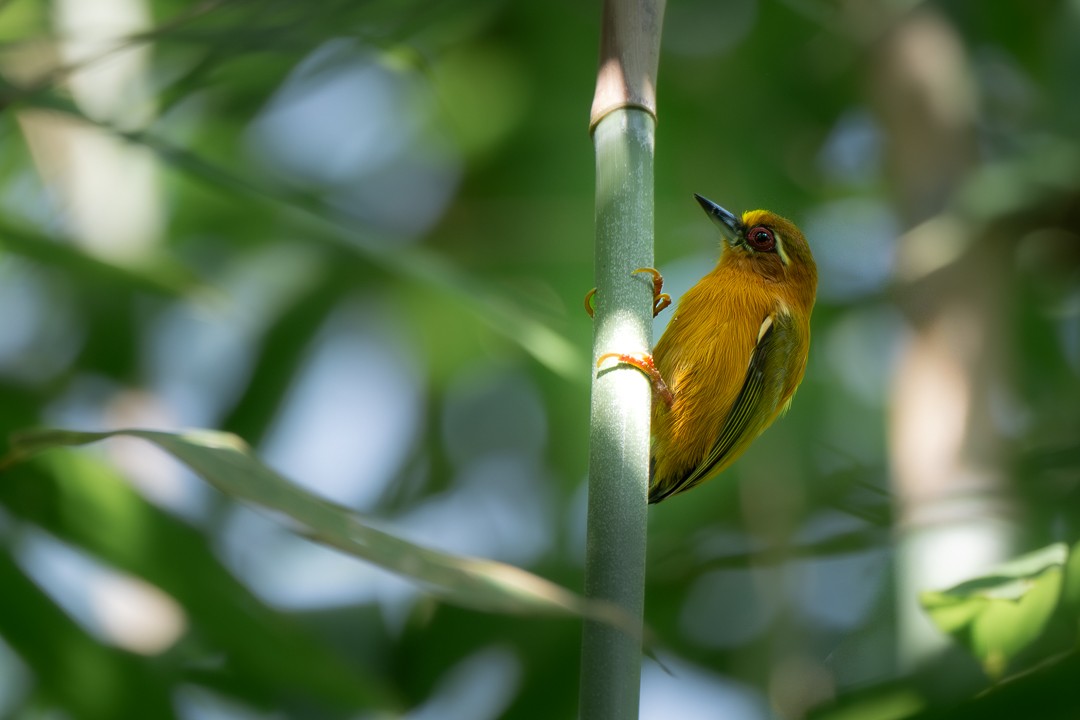 Carpinterito Cejiblanco - ML646231847