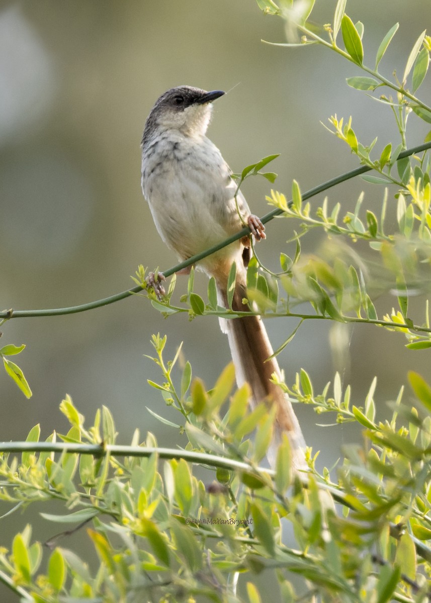 Prinia del Himalaya - ML646231848