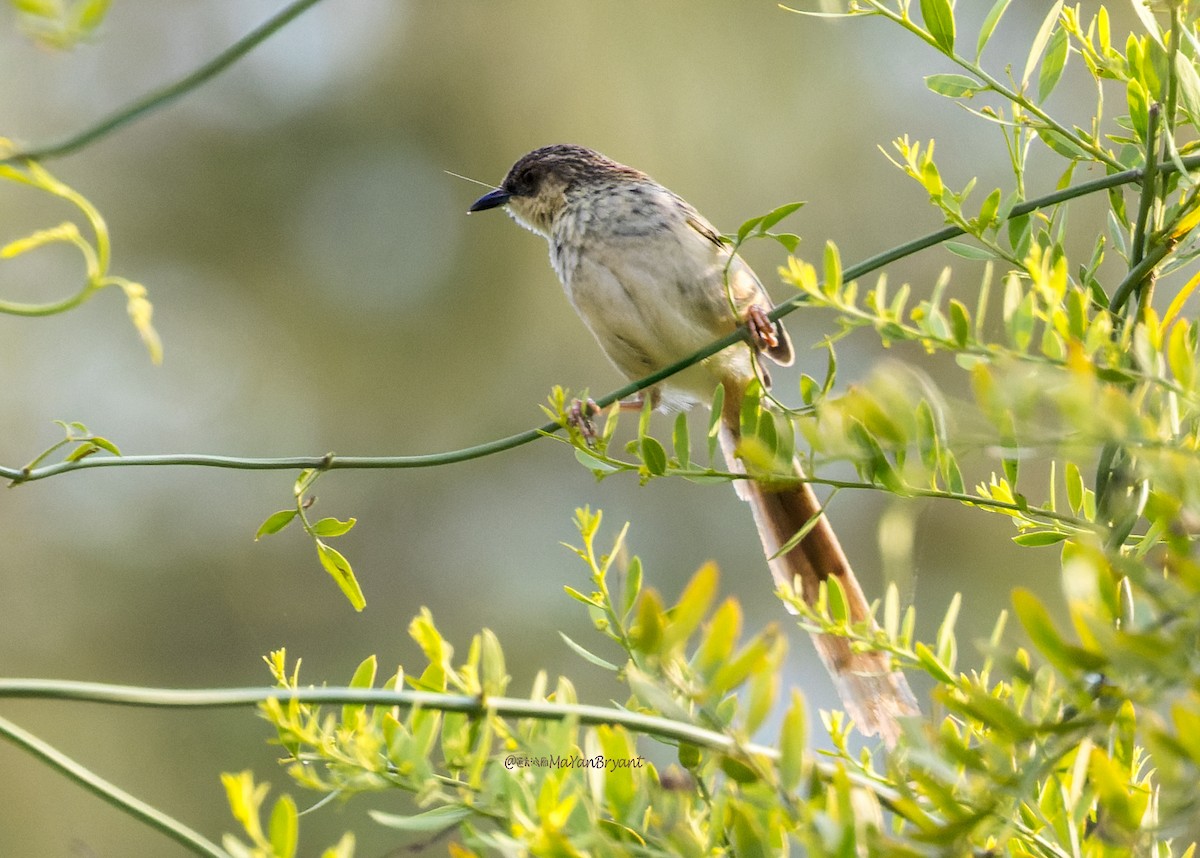 Prinia del Himalaya - ML646231849
