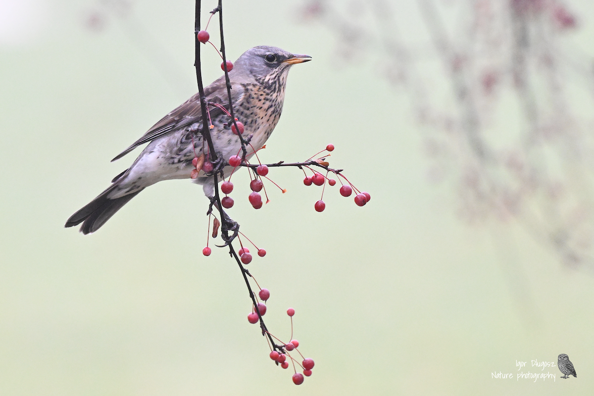 Zorzal Real - ML646231850