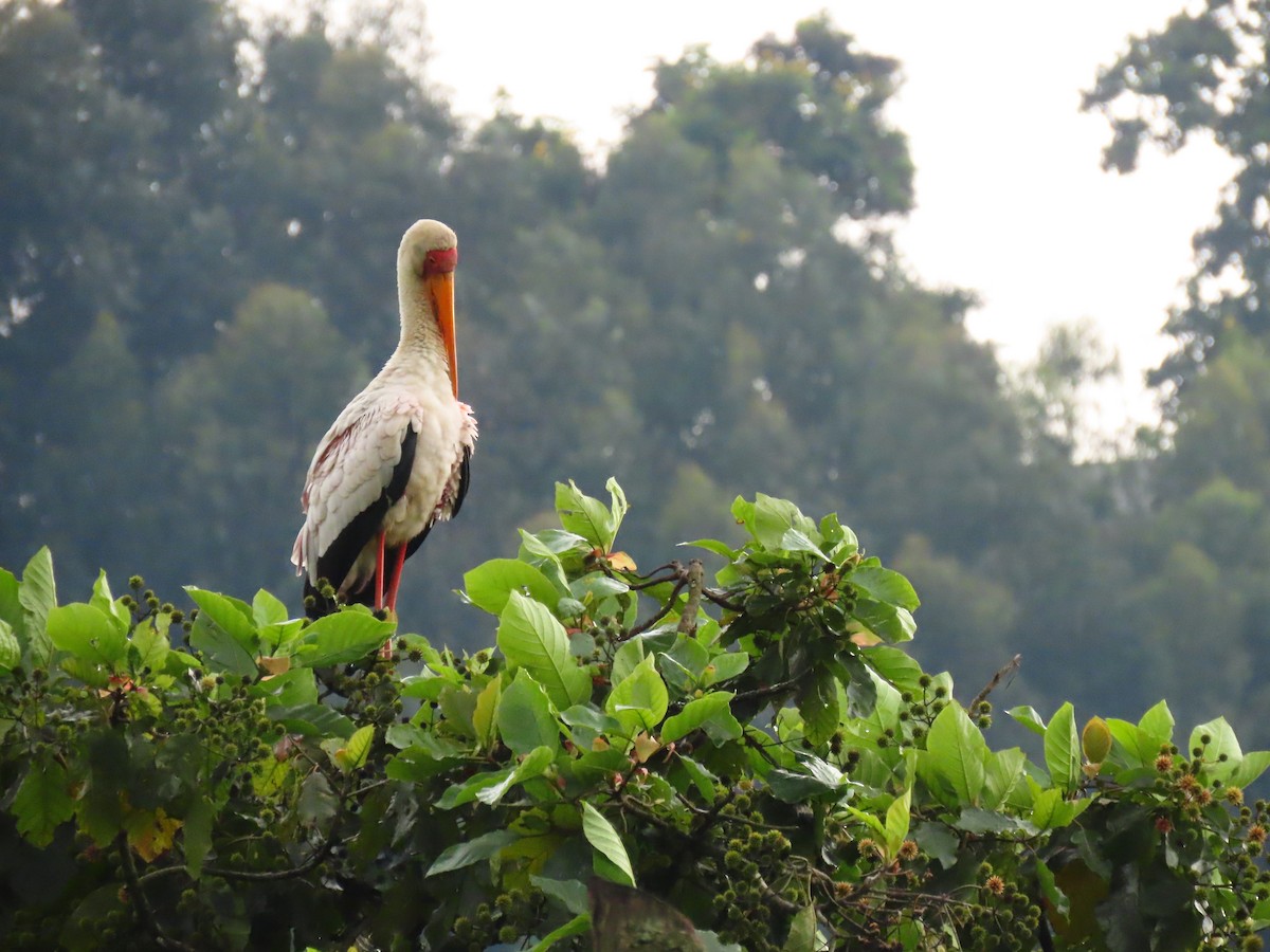 Tántalo Africano - ML646231851