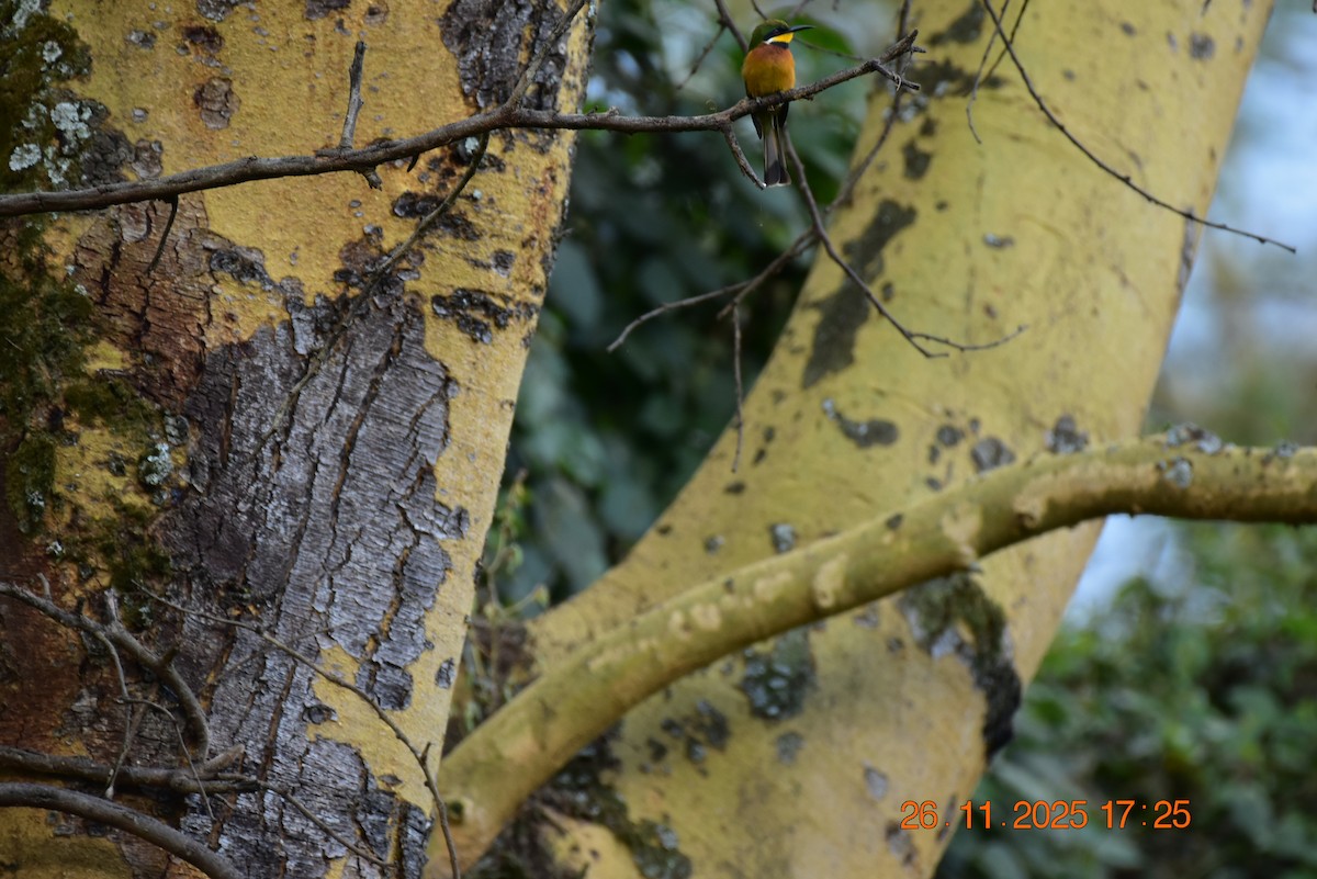 Abejaruco Montano - ML646231852