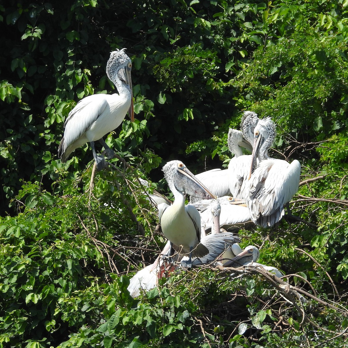 Pelícano Oriental - ML646231853