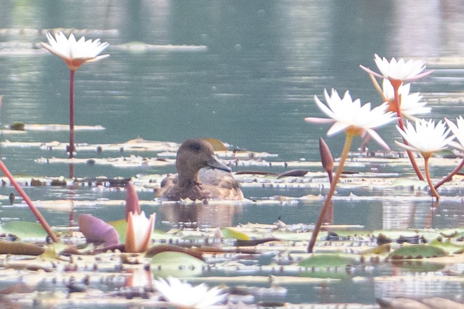 Fischione - ML646231854