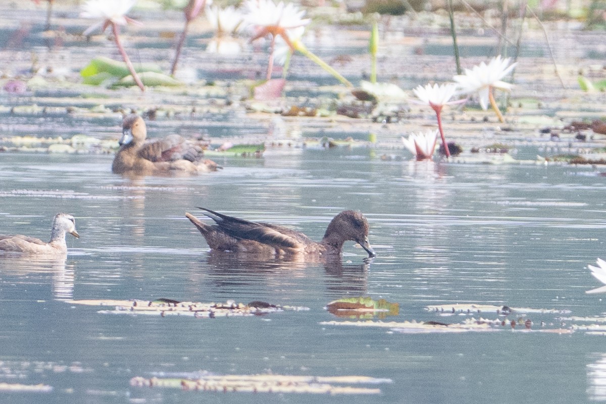 Fischione - ML646231855