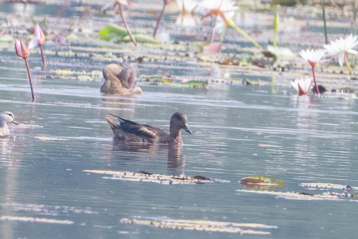 Fischione - ML646231856