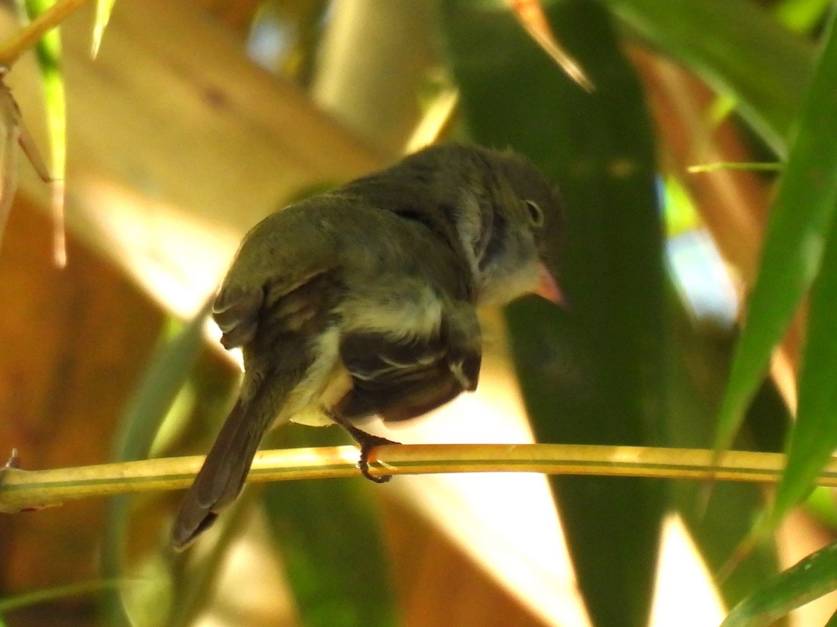 Small-billed Elaenia - ML646231860