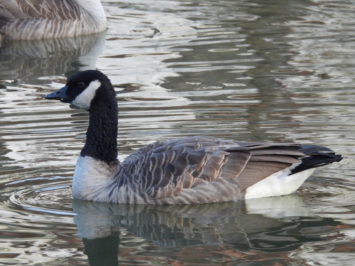 Canada Goose - ML646231874