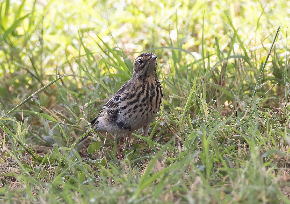 Red-throated Pipit - ML646231875