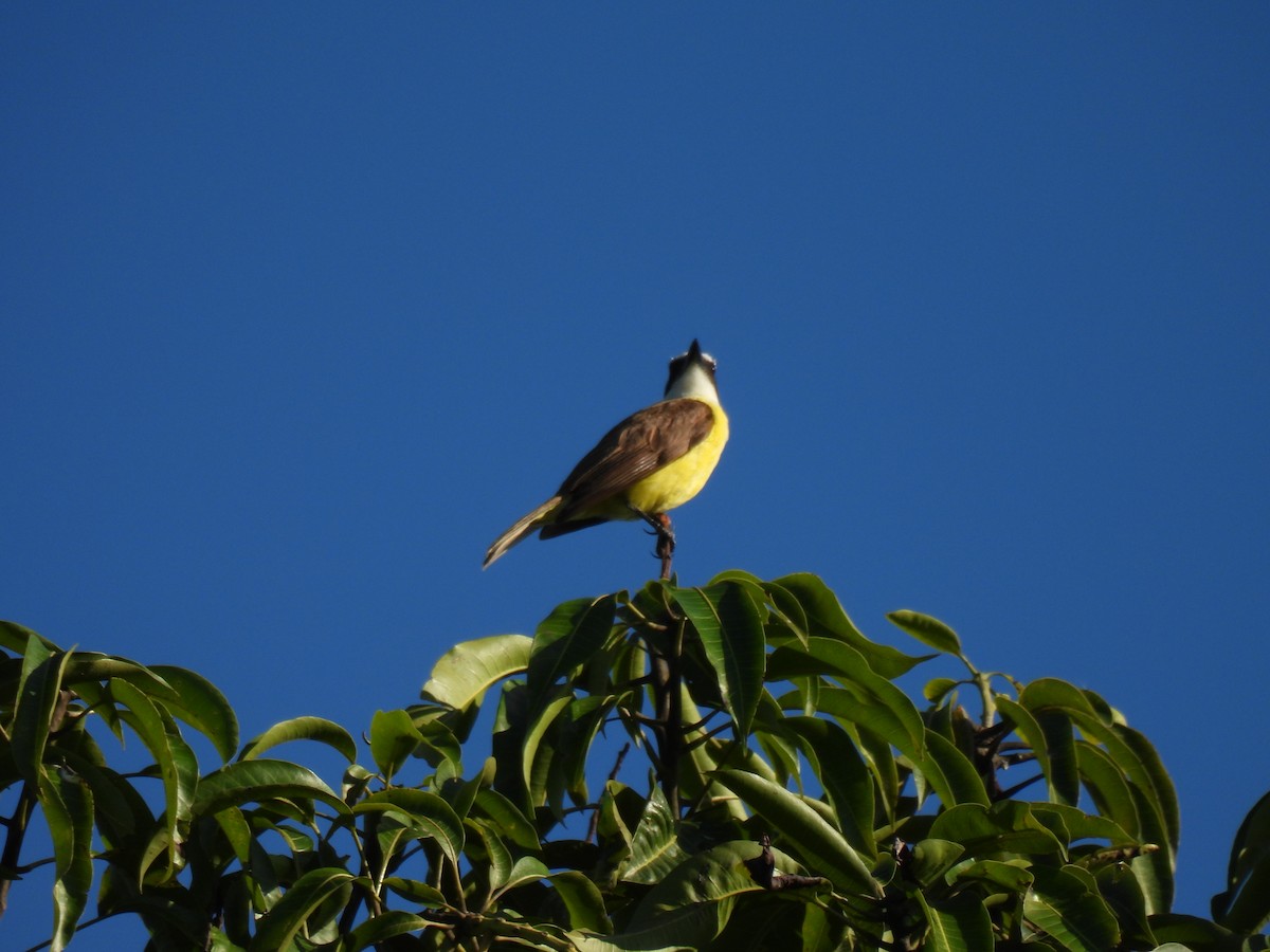 Great Kiskadee - ML646231877