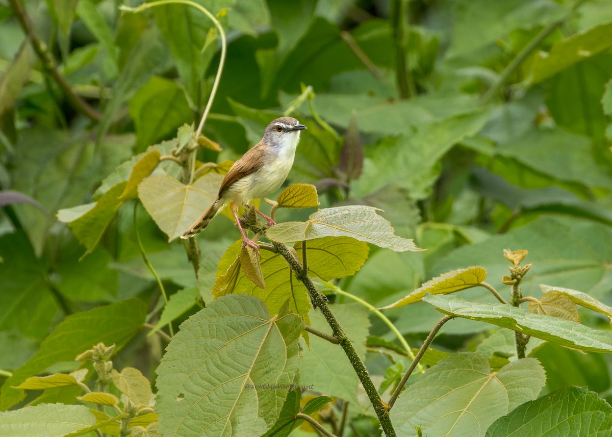 Rufescent Prinia - ML646231888