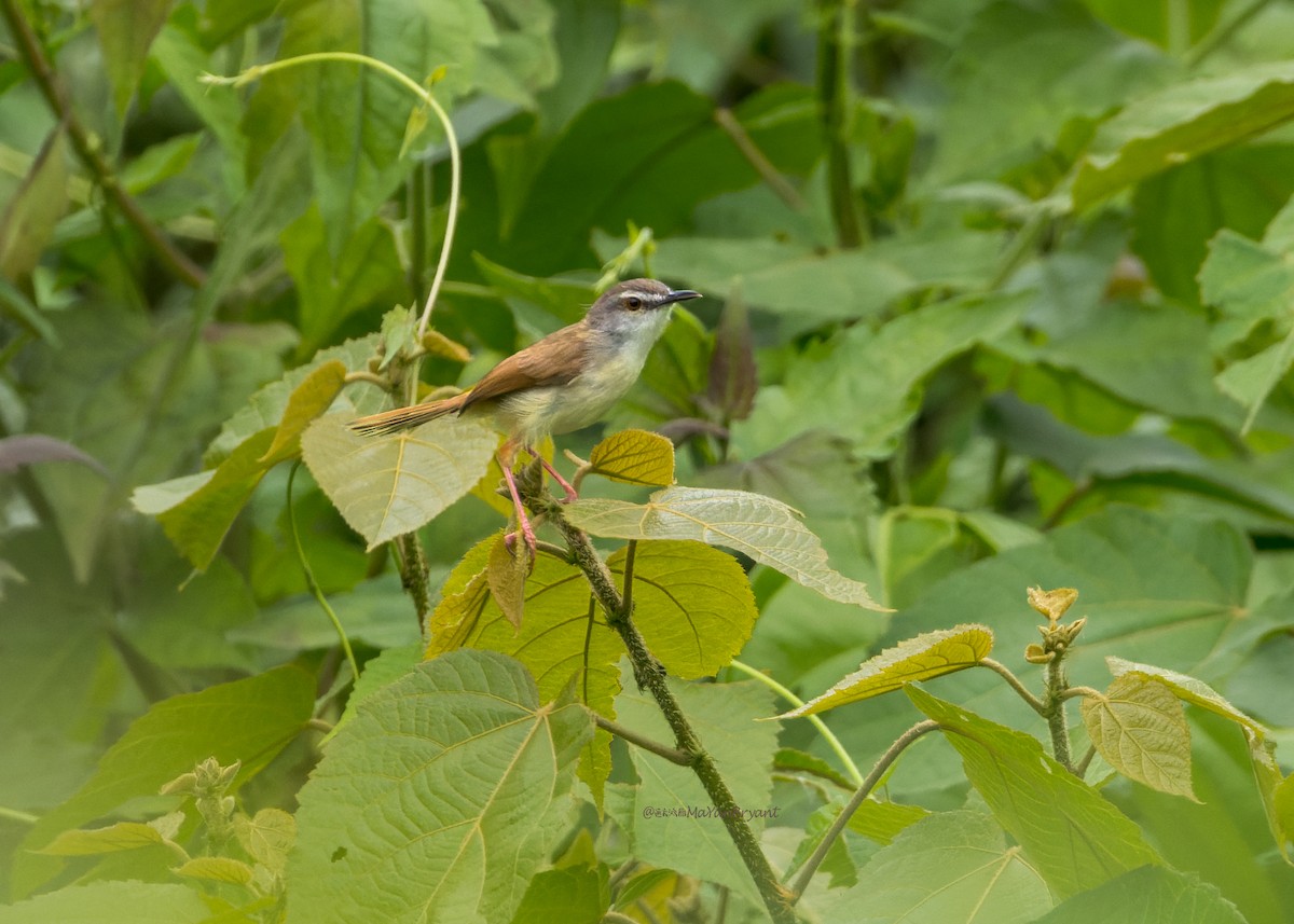Rufescent Prinia - ML646231889