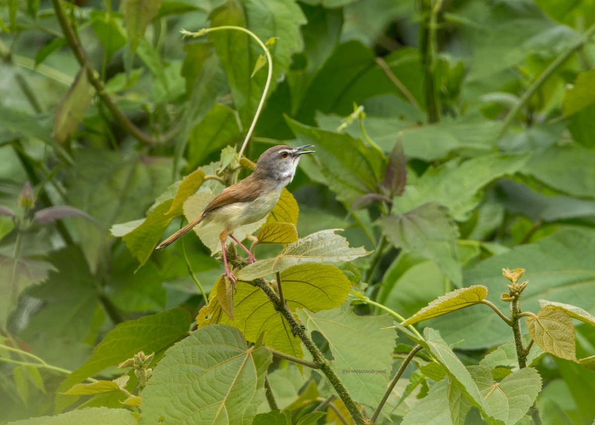 Rufescent Prinia - ML646231890