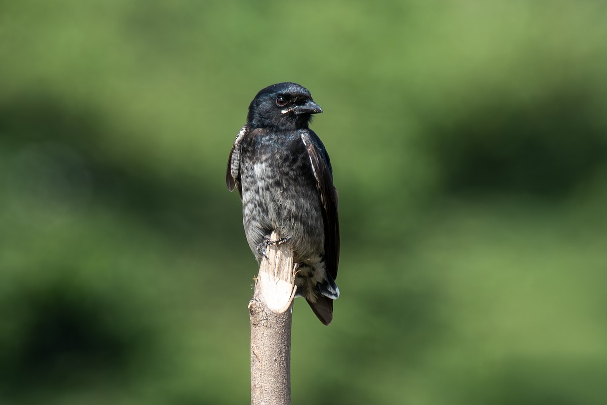 大卷尾 - ML646231891