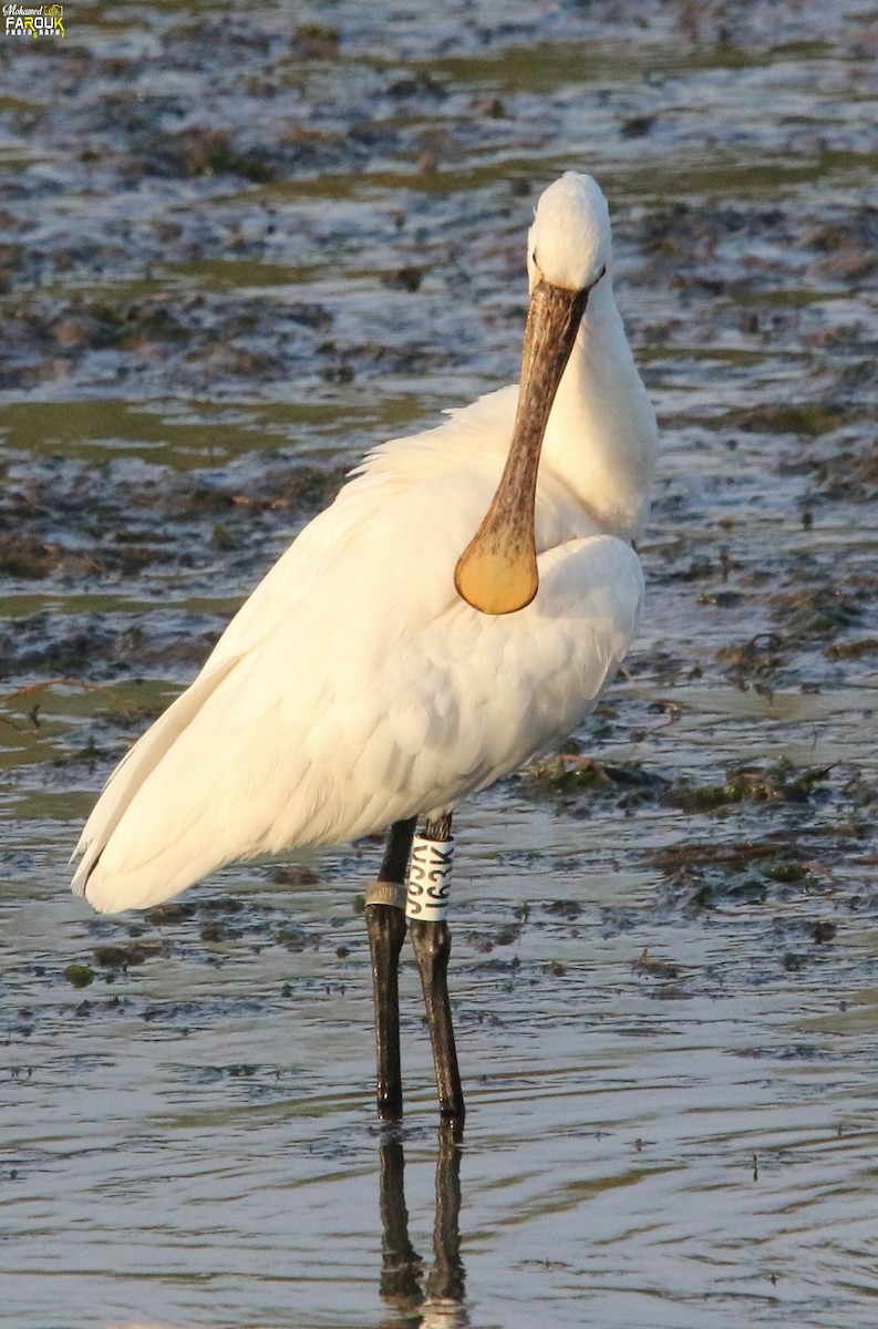 Eurasian Spoonbill - ML646231894