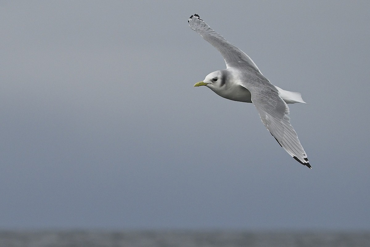 Моевка - ML646231895