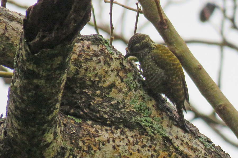 White-spotted Woodpecker - ML646231898