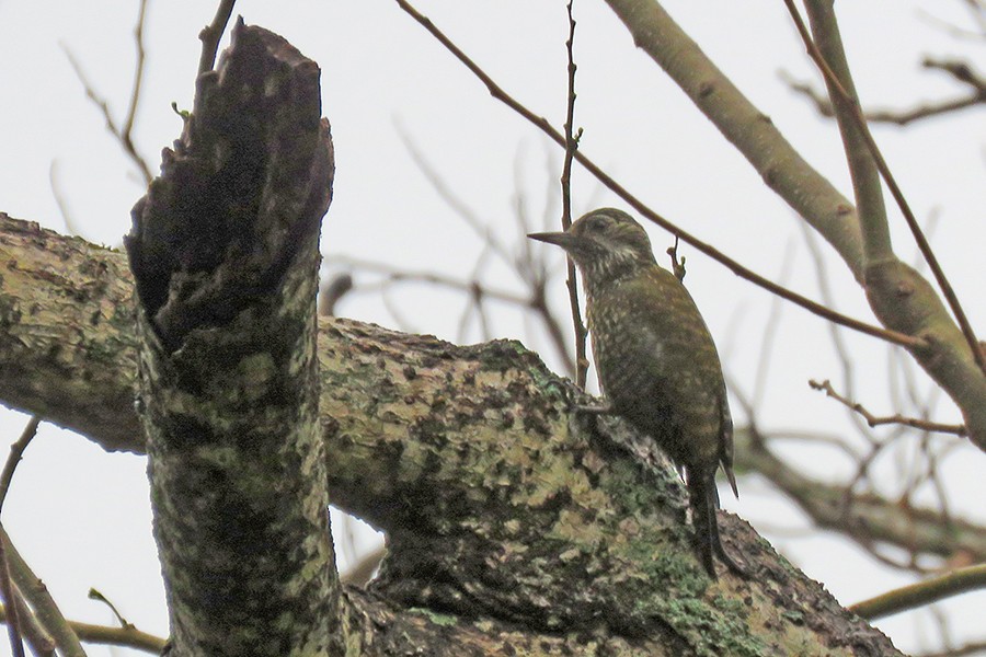 White-spotted Woodpecker - ML646231899