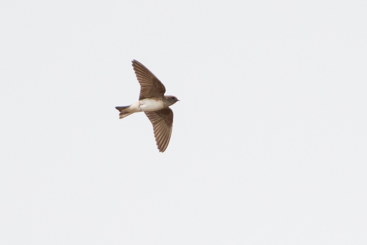 Streak-throated Swallow - ML646231903