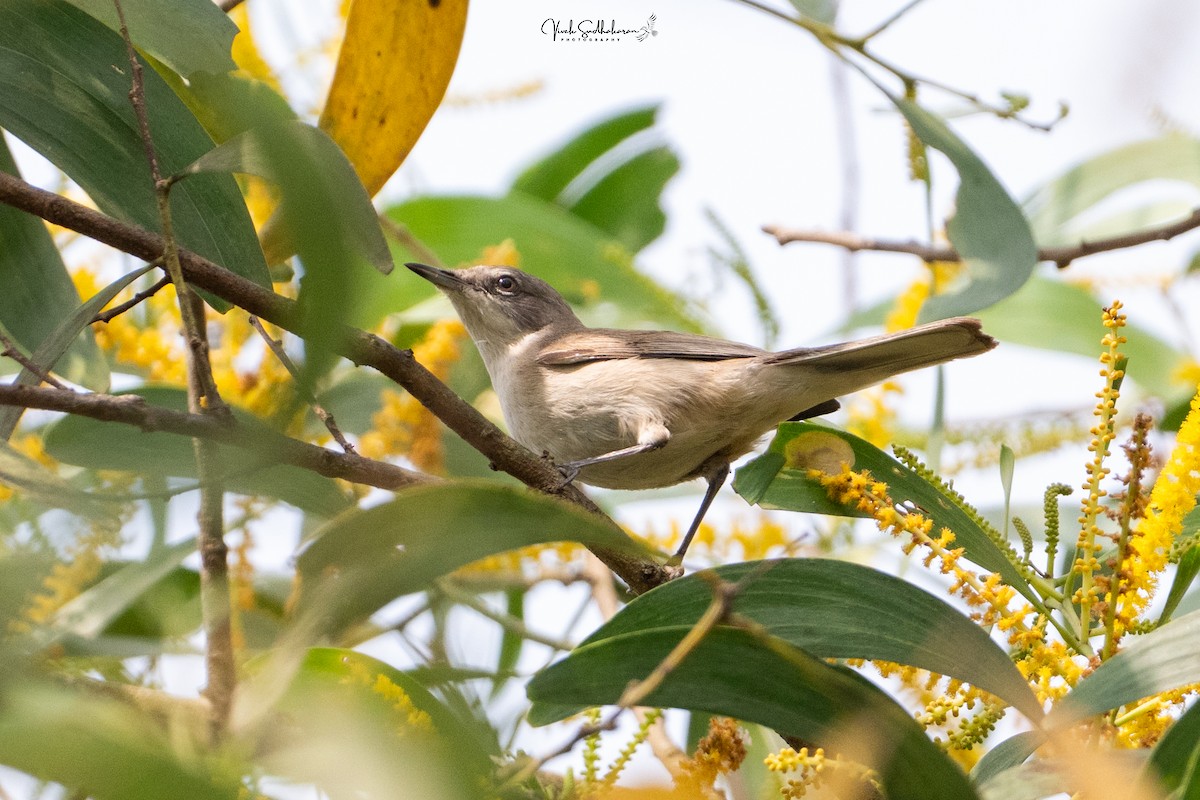 Bigiarella - ML646231907