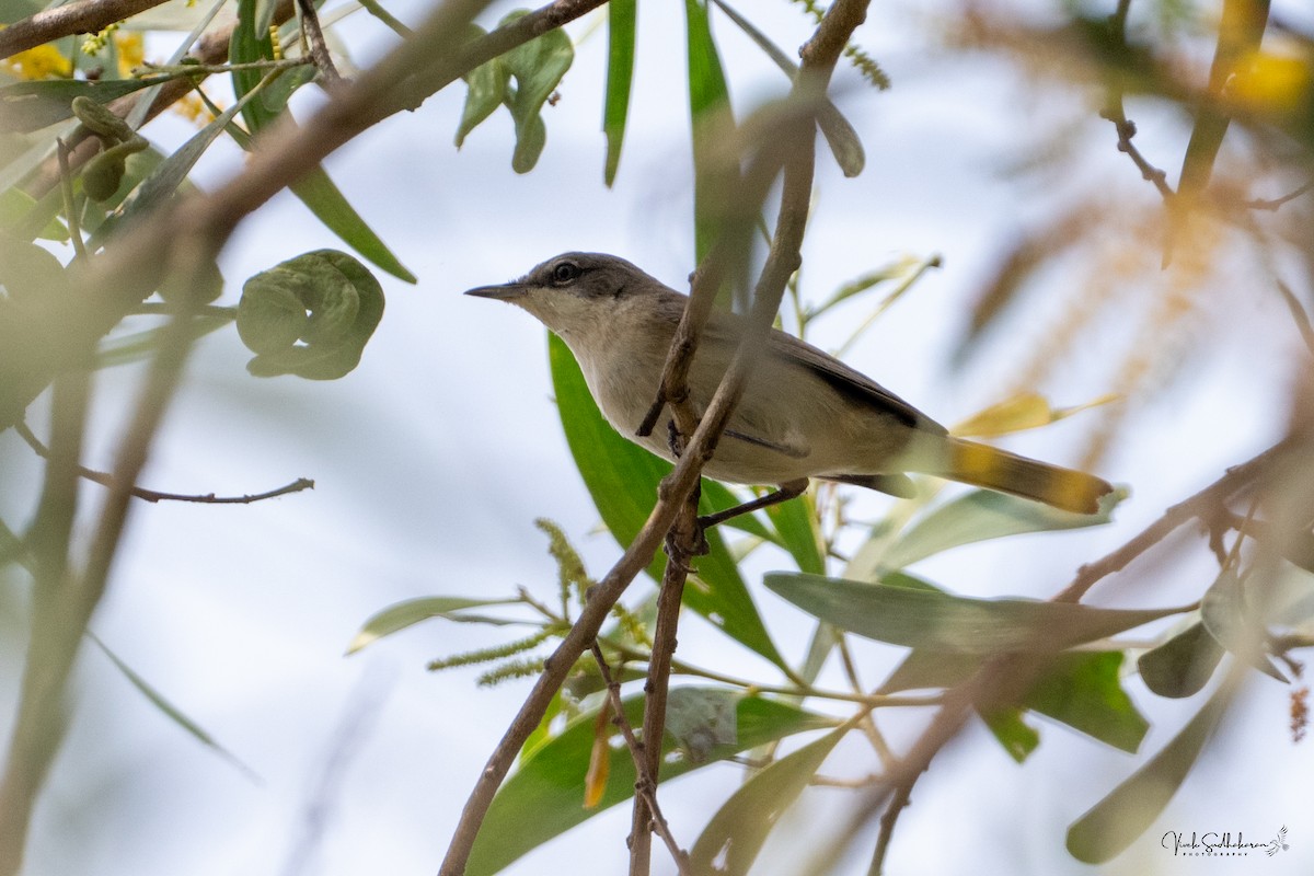 Bigiarella - ML646231908