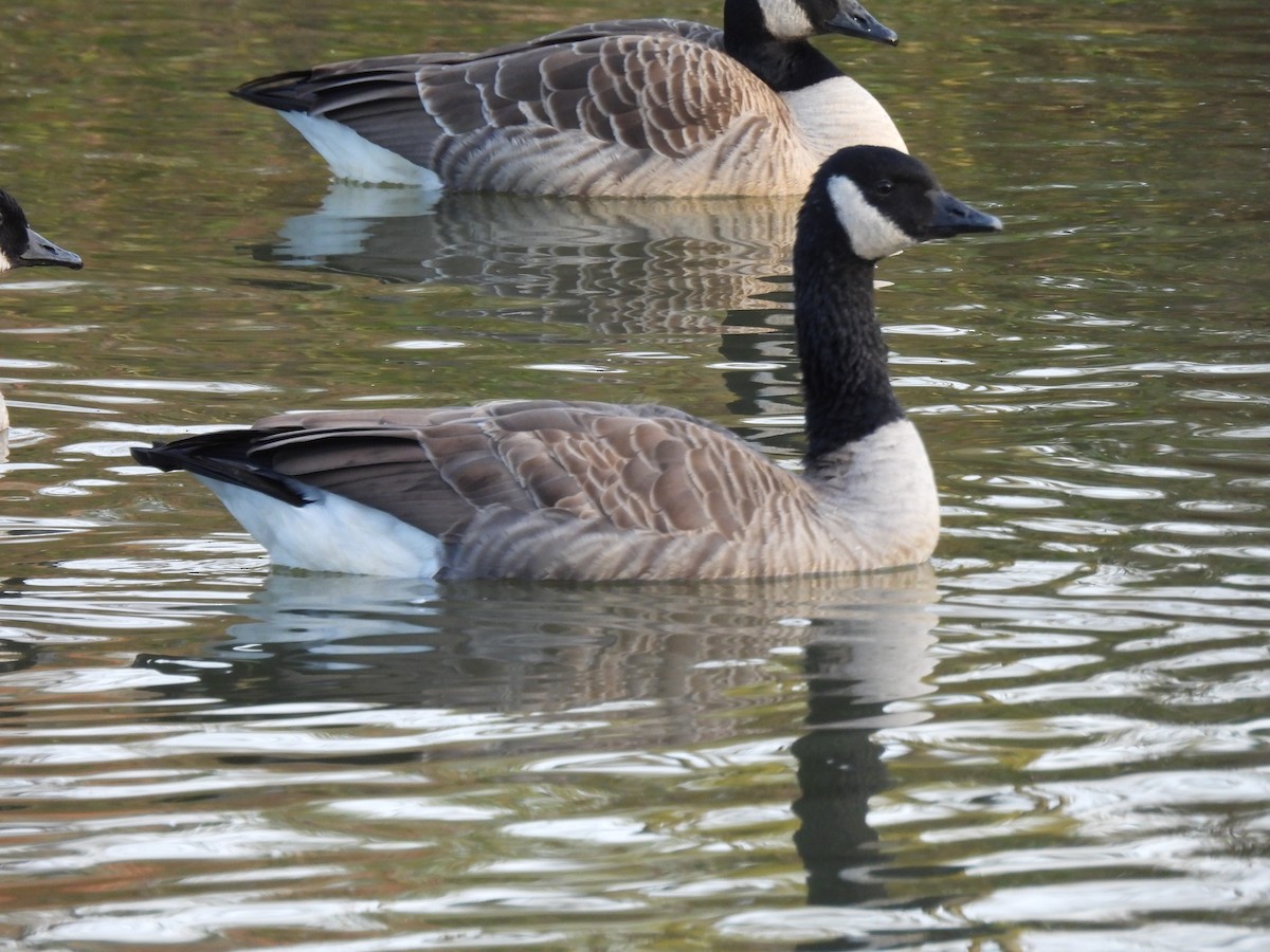 Canada Goose - ML646231913