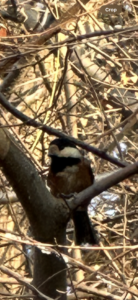 sýkora proměnlivá - ML646231917