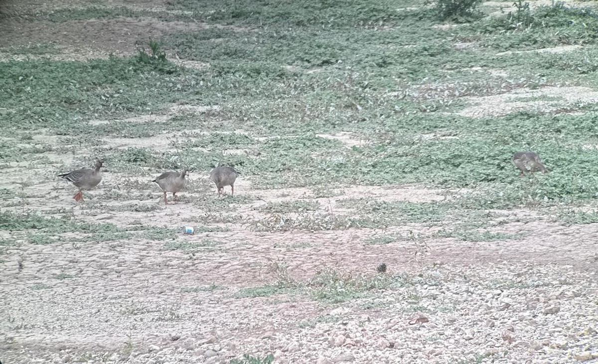Greater White-fronted Goose - ML646231922