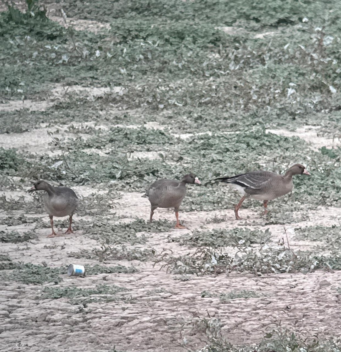 Greater White-fronted Goose - ML646231923