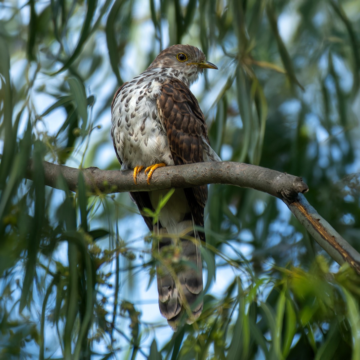 Common Hawk-Cuckoo - ML646231924