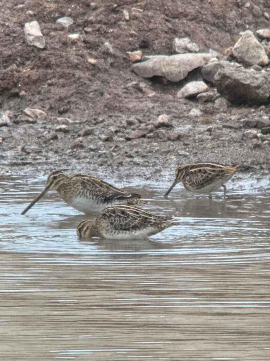 Jack Snipe - ML646231927