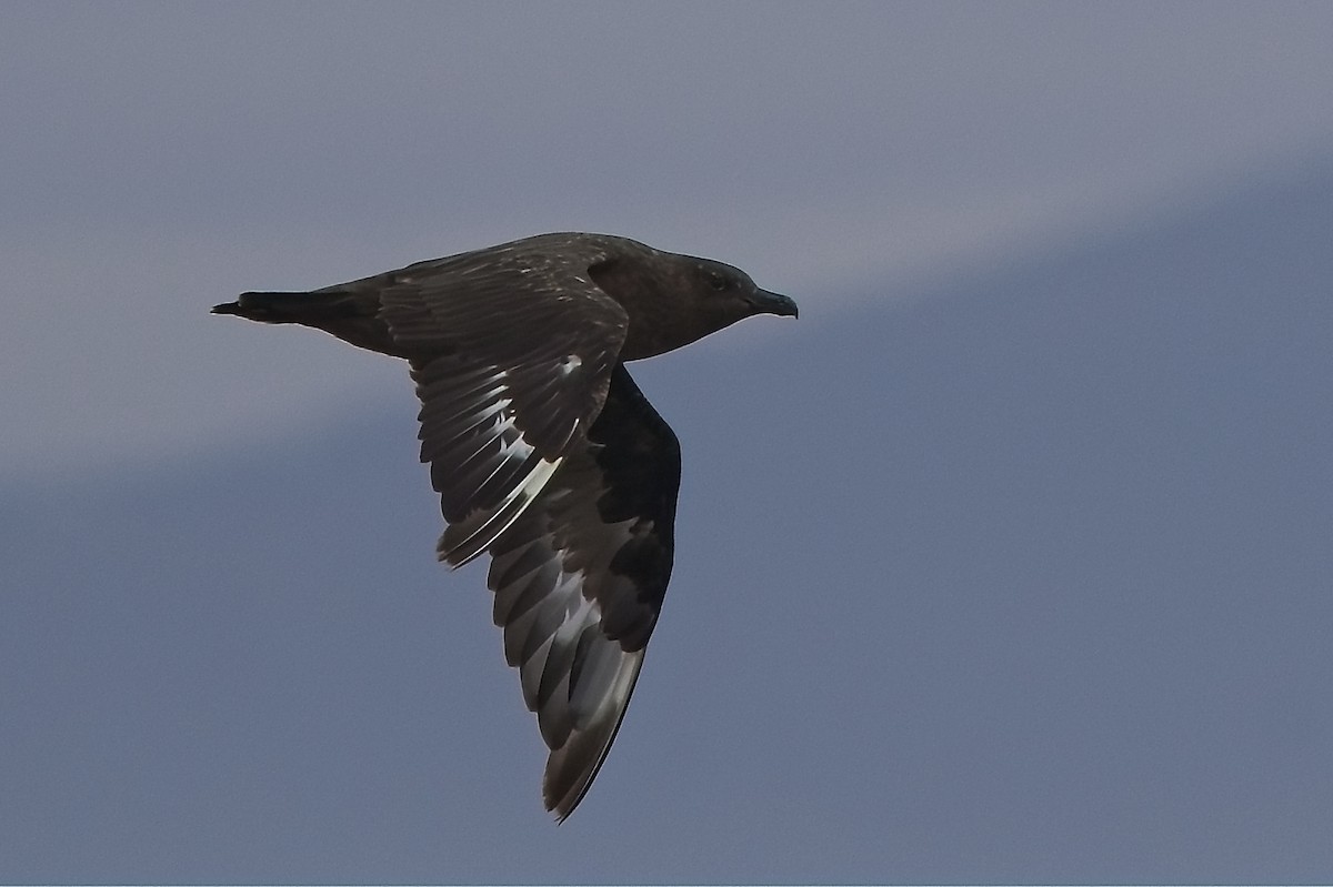 Great Skua - ML646231929