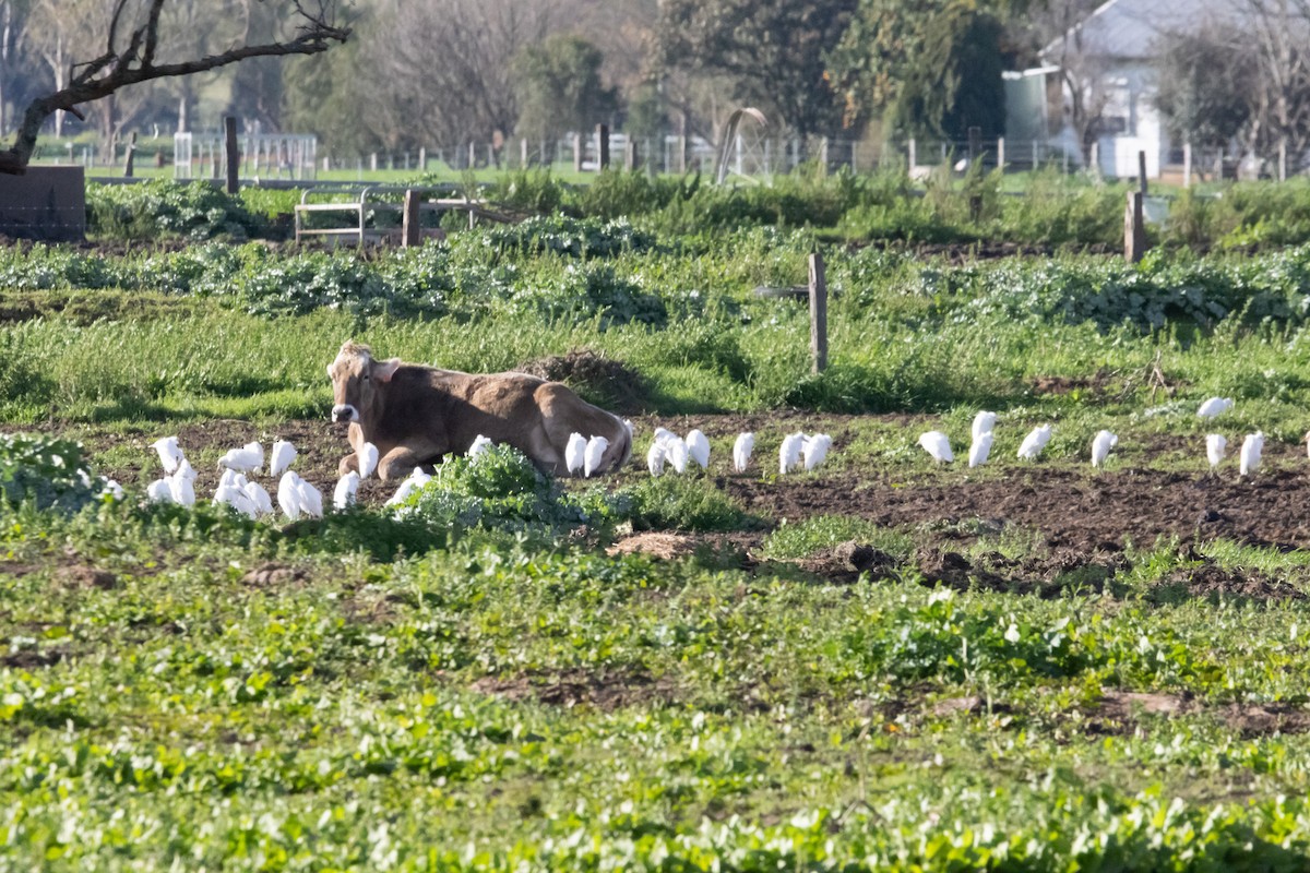 アマサギ - ML646231930