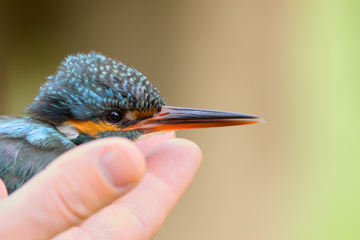 Common Kingfisher - ML646231931