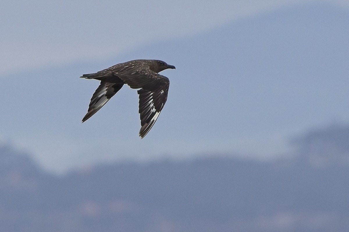 Great Skua - ML646231932