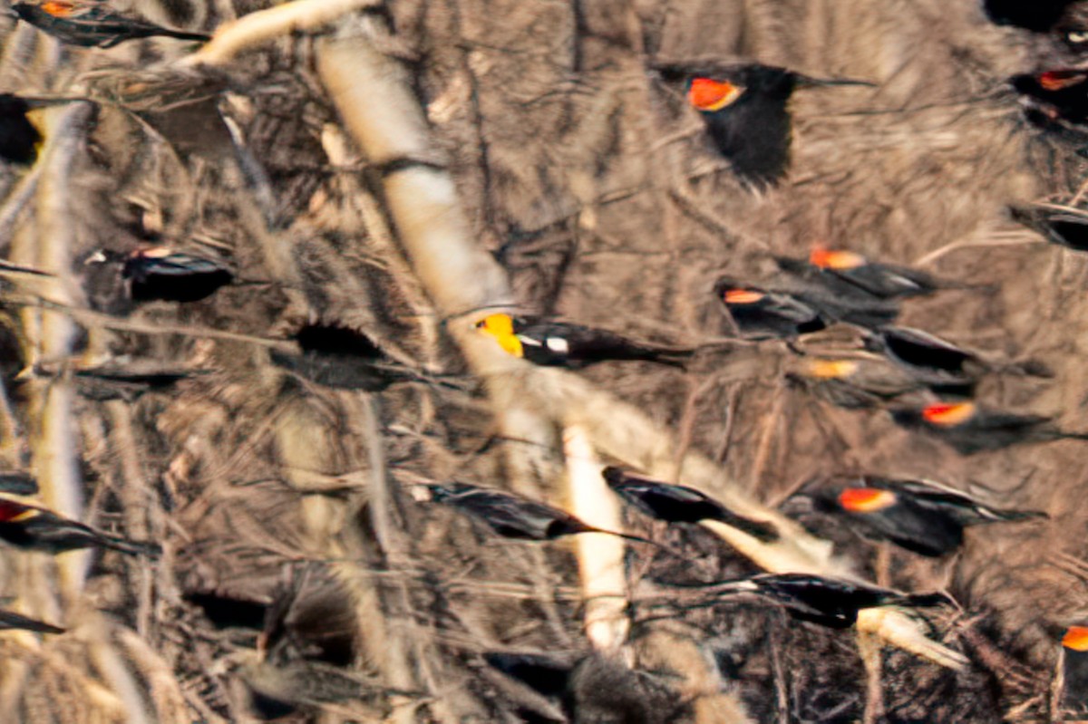 Carouge à tête jaune - ML646231934