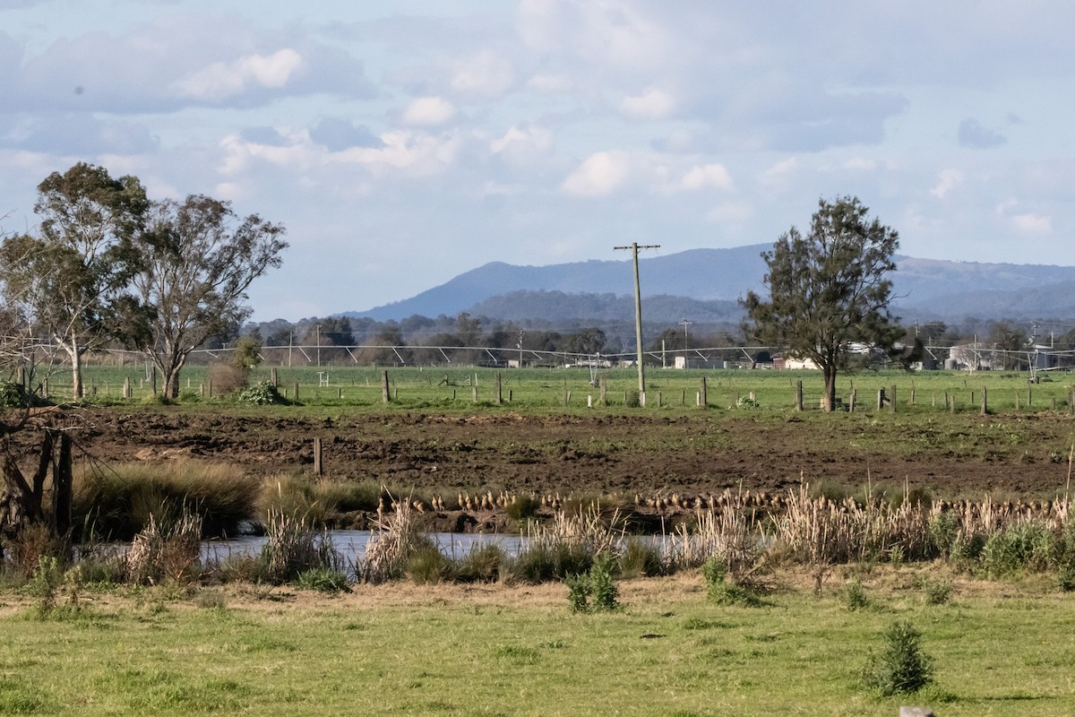カザリリュウキュウガモ - ML646231939