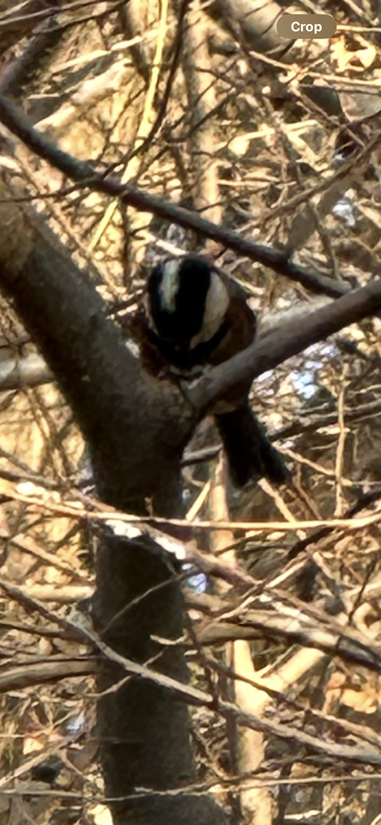 sýkora proměnlivá - ML646231941