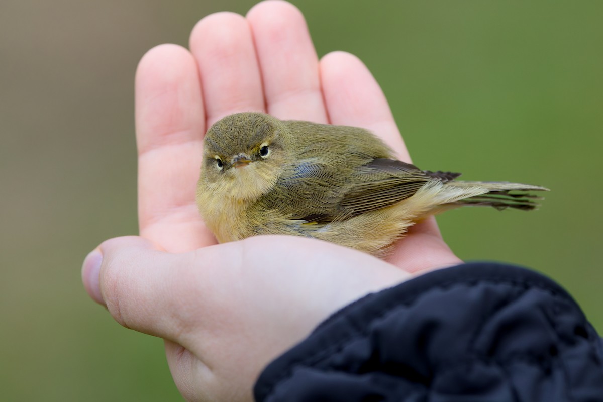 Common Chiffchaff - ML646231944