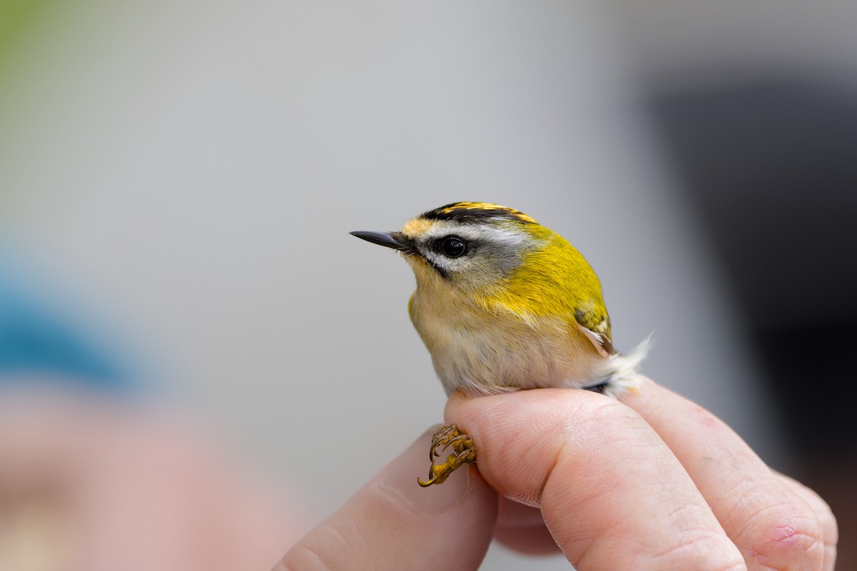 Common Firecrest - ML646231945
