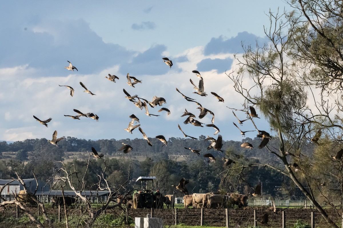 カザリリュウキュウガモ - ML646231946