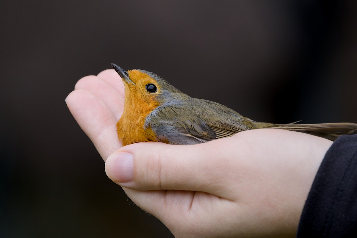 European Robin - ML646231948