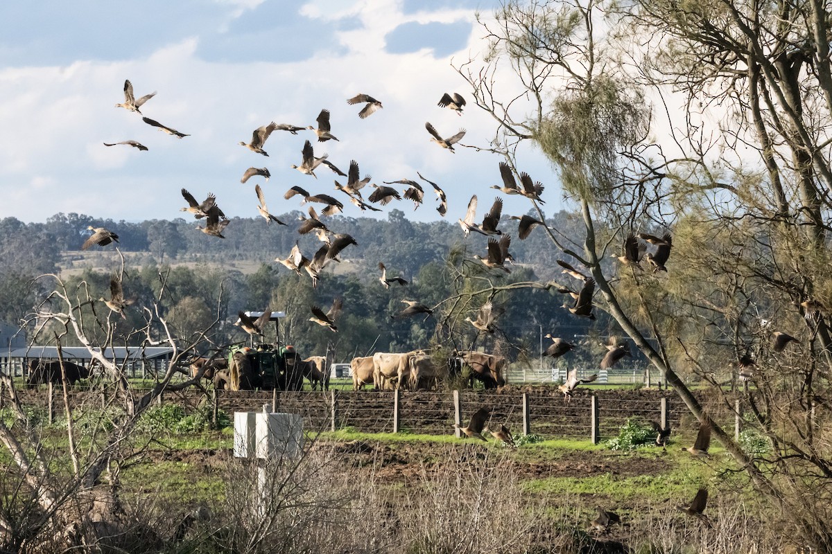 カザリリュウキュウガモ - ML646231952