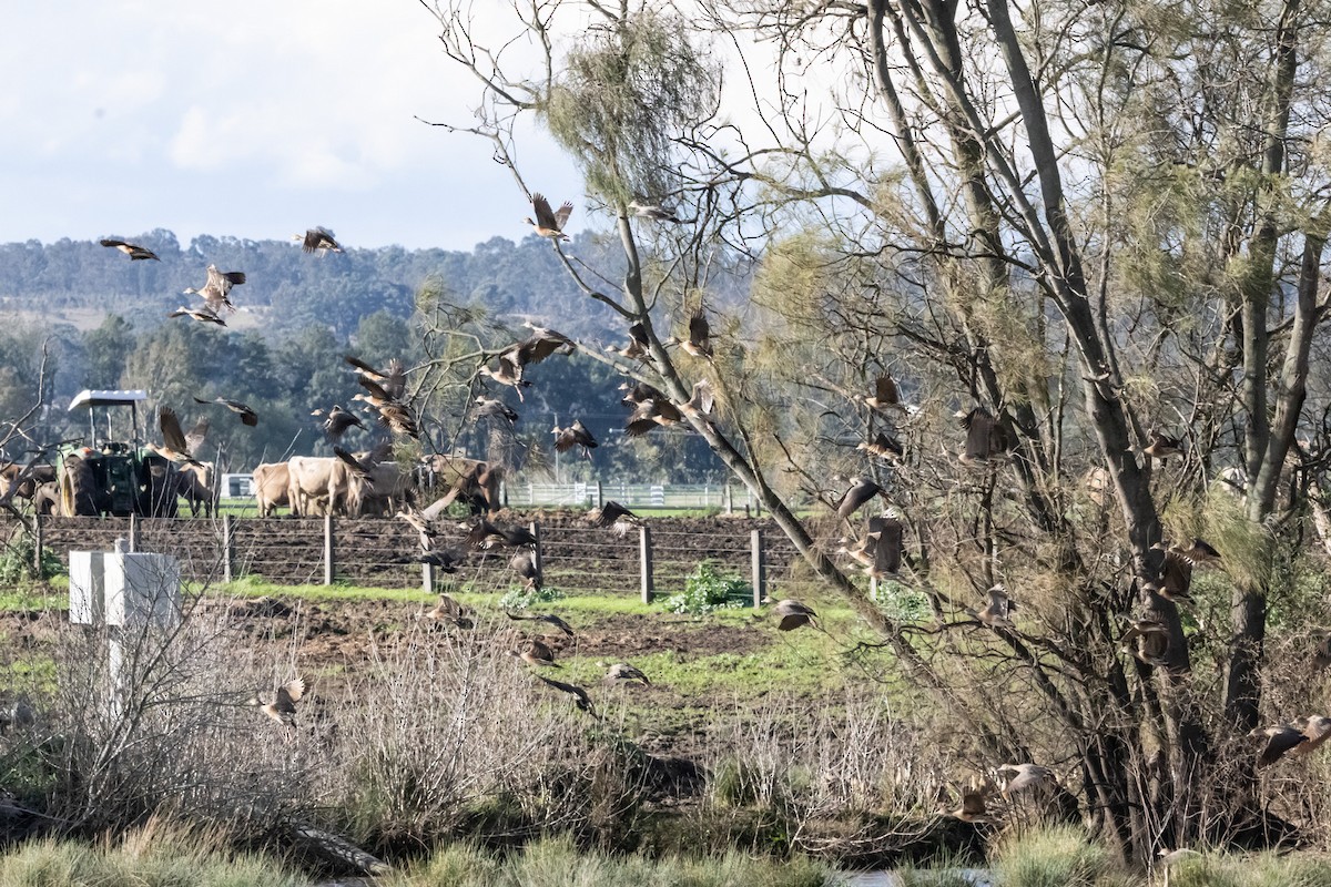 カザリリュウキュウガモ - ML646231954