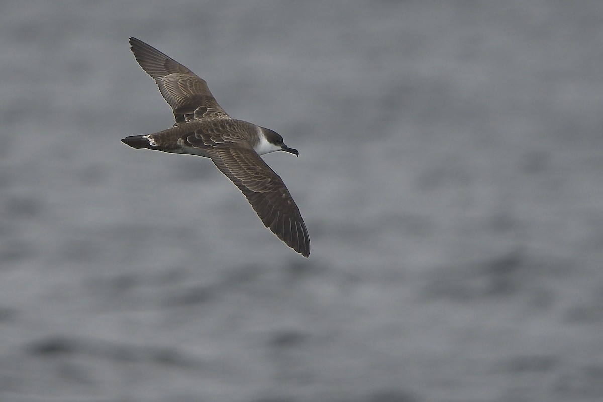 Great Shearwater - ML646231955