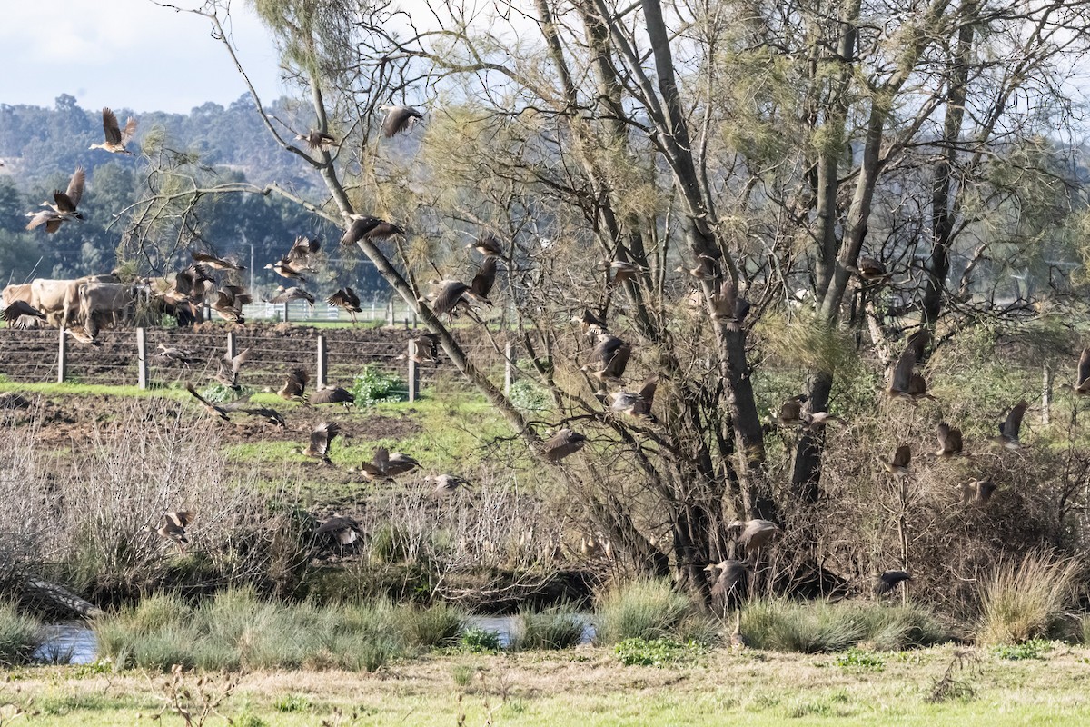 カザリリュウキュウガモ - ML646231956