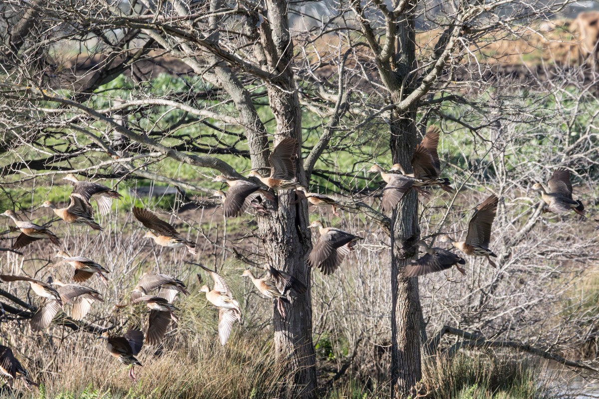 カザリリュウキュウガモ - ML646231957