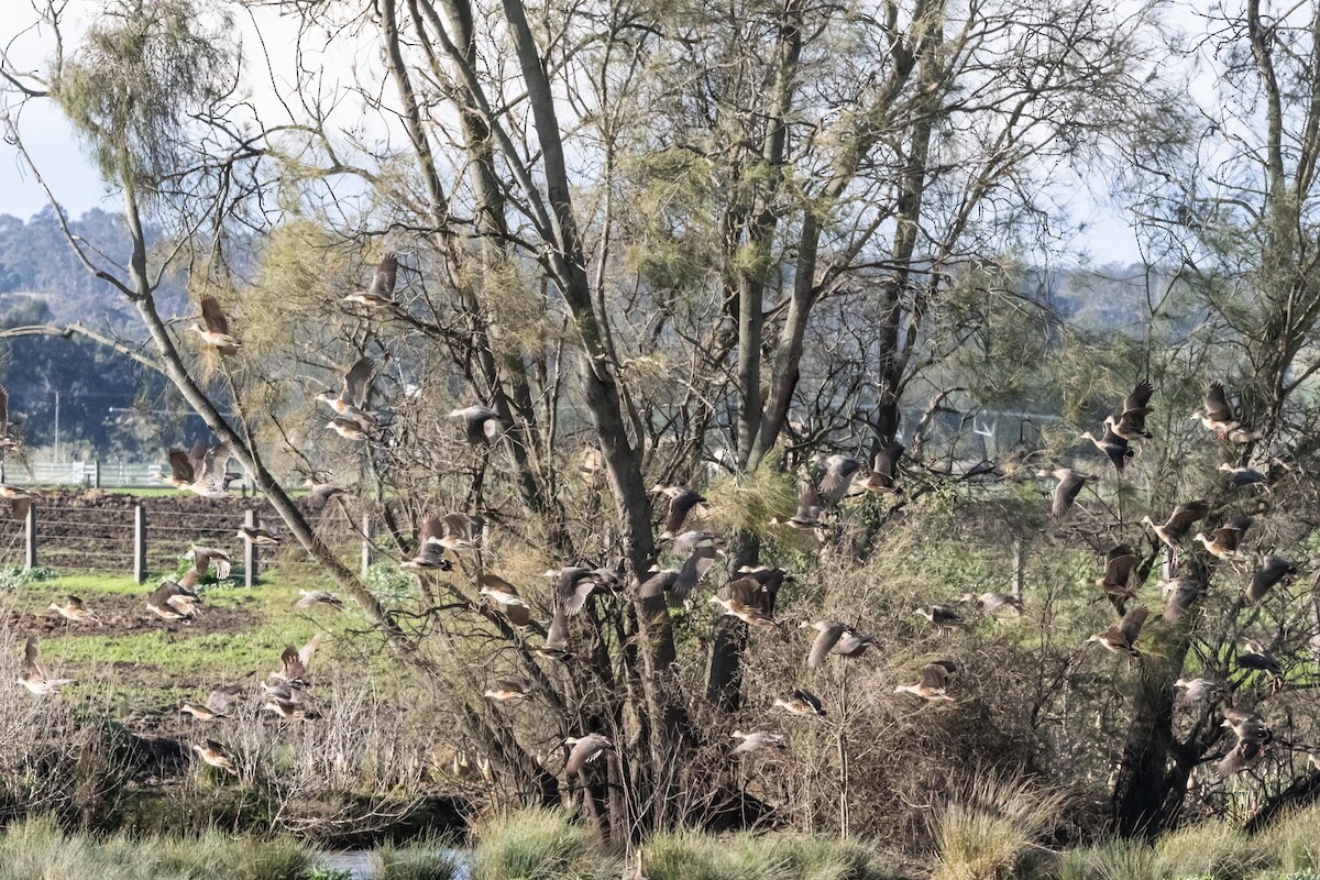 カザリリュウキュウガモ - ML646231958